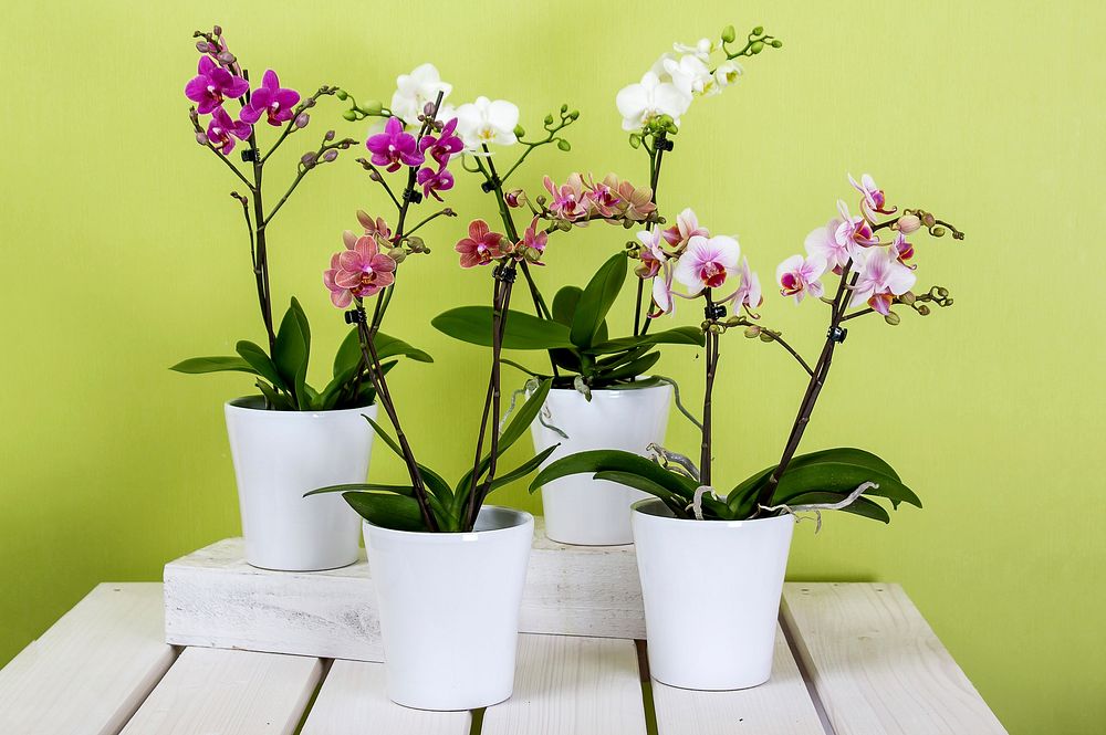Free orchids image, public domain flower CC0 photo.