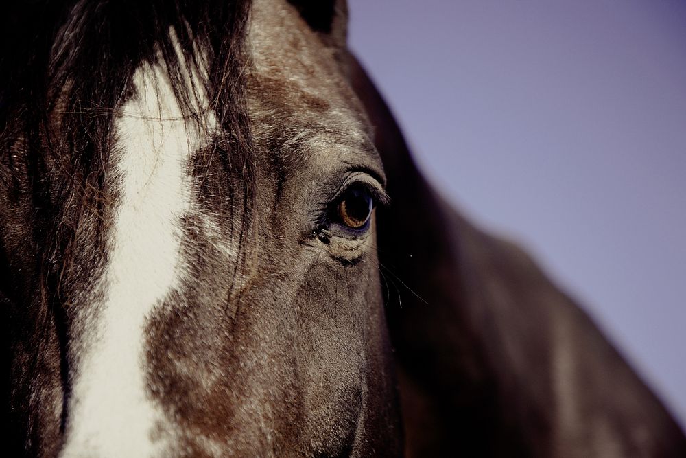 Free closeup on horse head image, public domain CC0 photo.