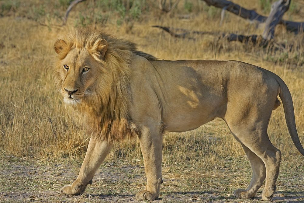 Free male lion walking, wildlife image, public domain CC0 photo.