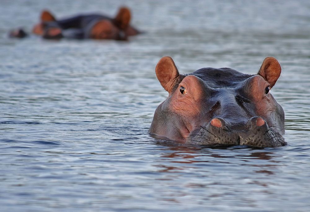 Free hippopotamus in water image, public domain animal CC0 photo.