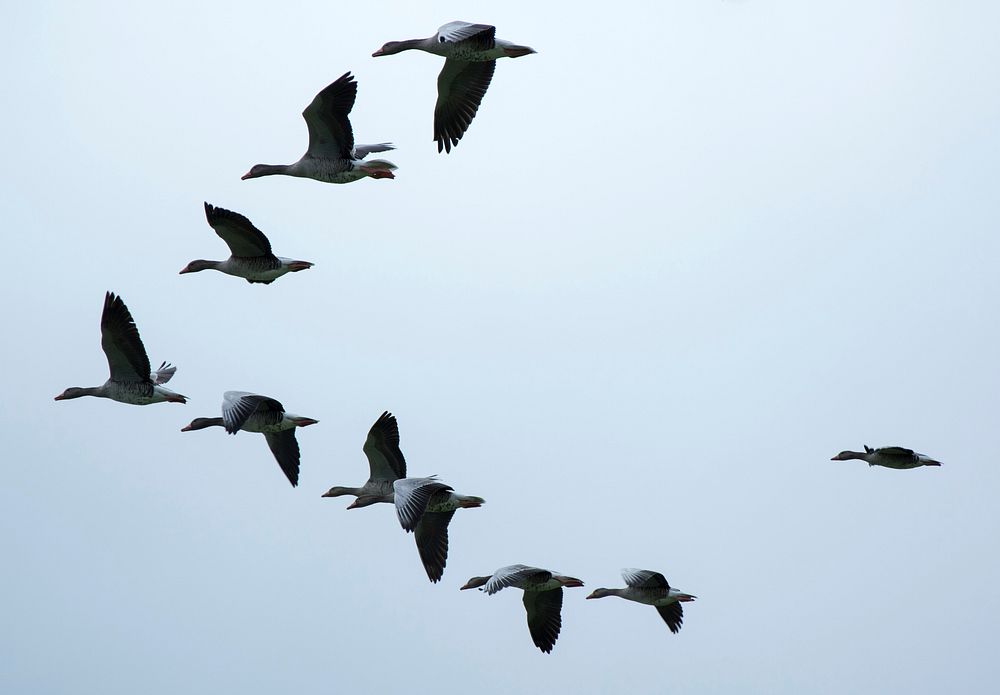 Free bird migration sky background image, public domain animal CC0 photo..
