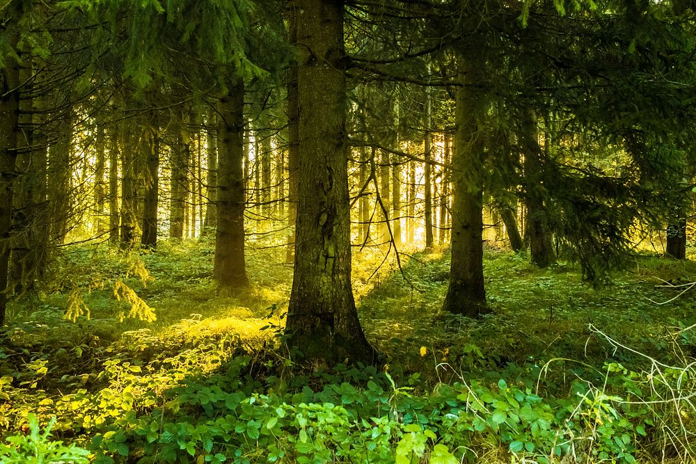Free tall green trees in forest photo, public domain nature CC0 image.
