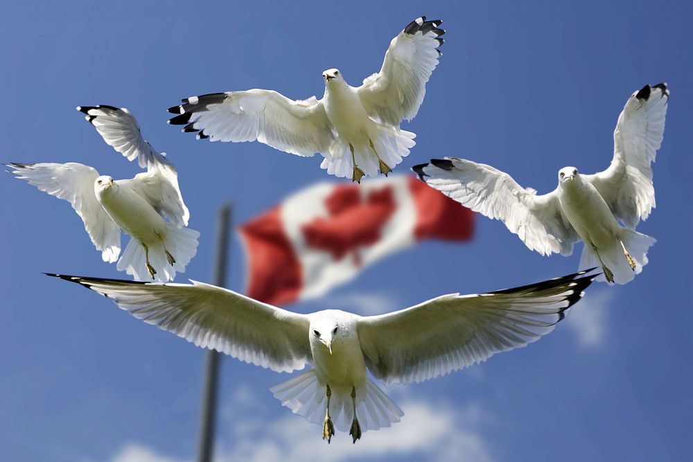 Free flying doves in Canada flag background portrait photo, public domain animal CC0 image.
