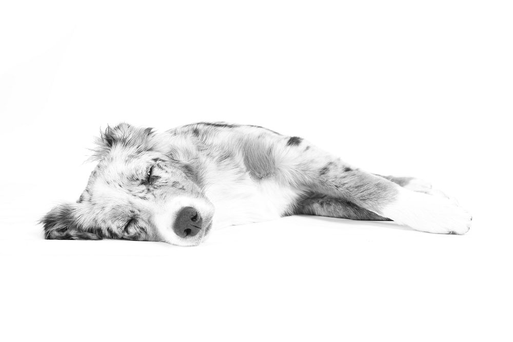 Free dog laying in monochrome photo, public domain animal CC0 image.