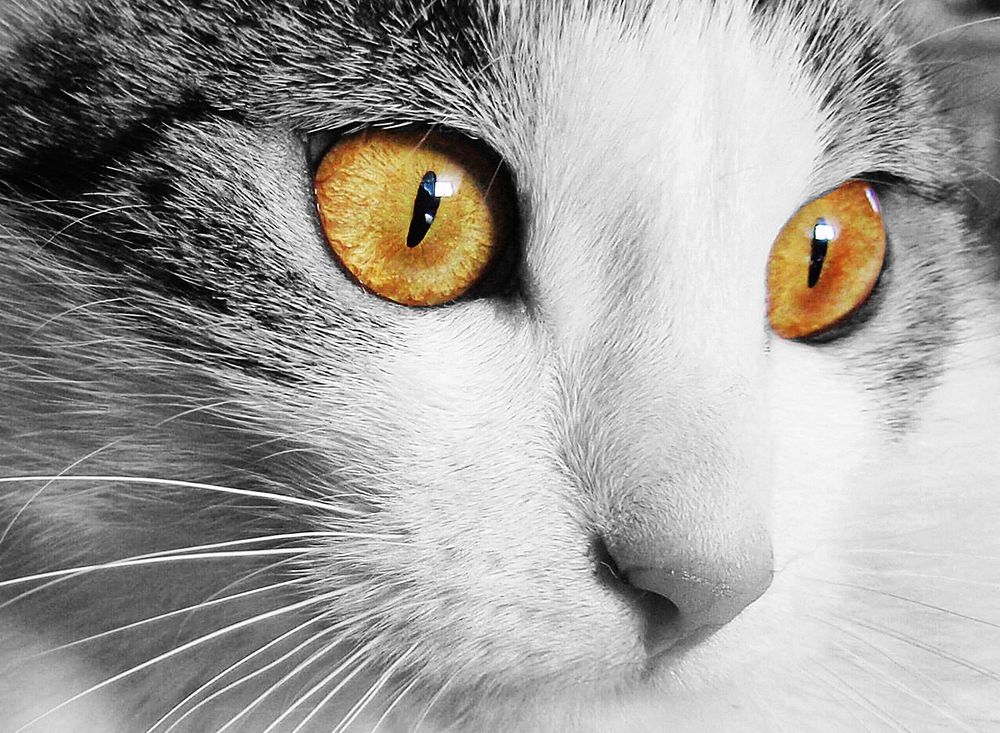 Free cute cat face closeup image, public domain CC0 photo.