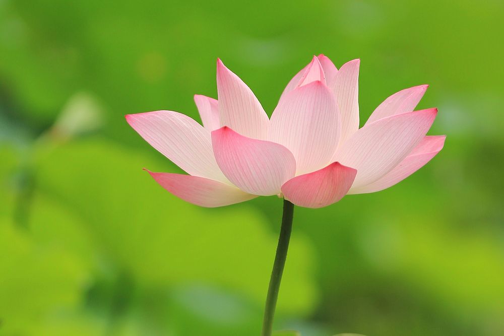 Free pink lotus image, public domain flower CC0 photo.