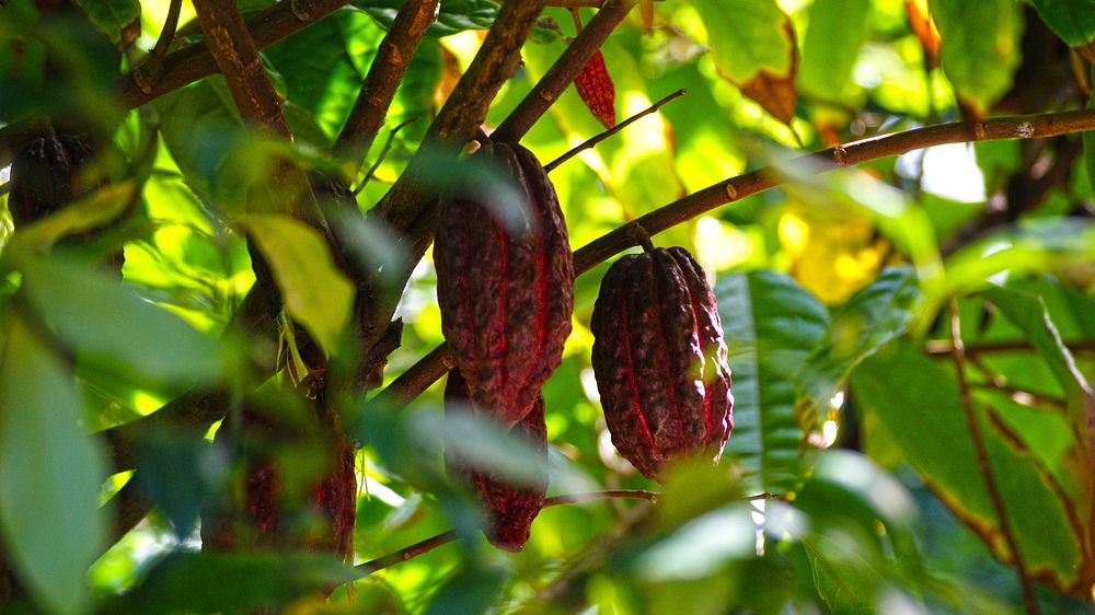Free cacao tree closeup image, public domain CC0 photo.
