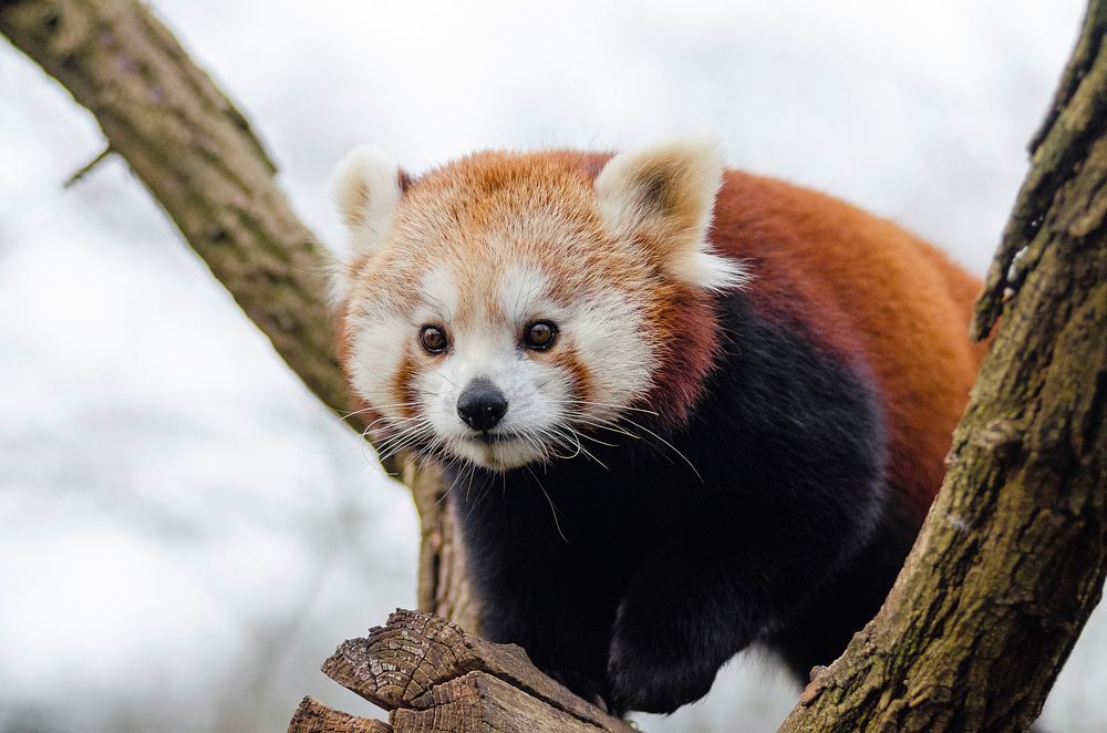Free red panda on tree with nature background portrait photo, public domain animal CC0 image.