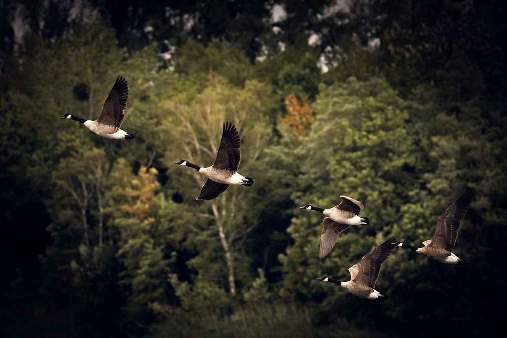 Free Canada geese in flight nature background photo, public domain animal CC0 image.