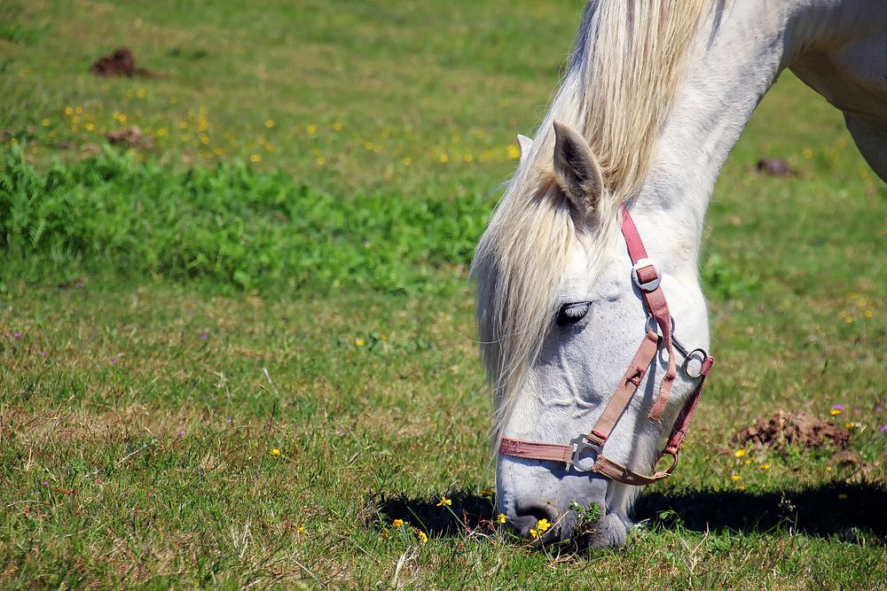 Free horse eating grass photo, public domain animal CC0 image.