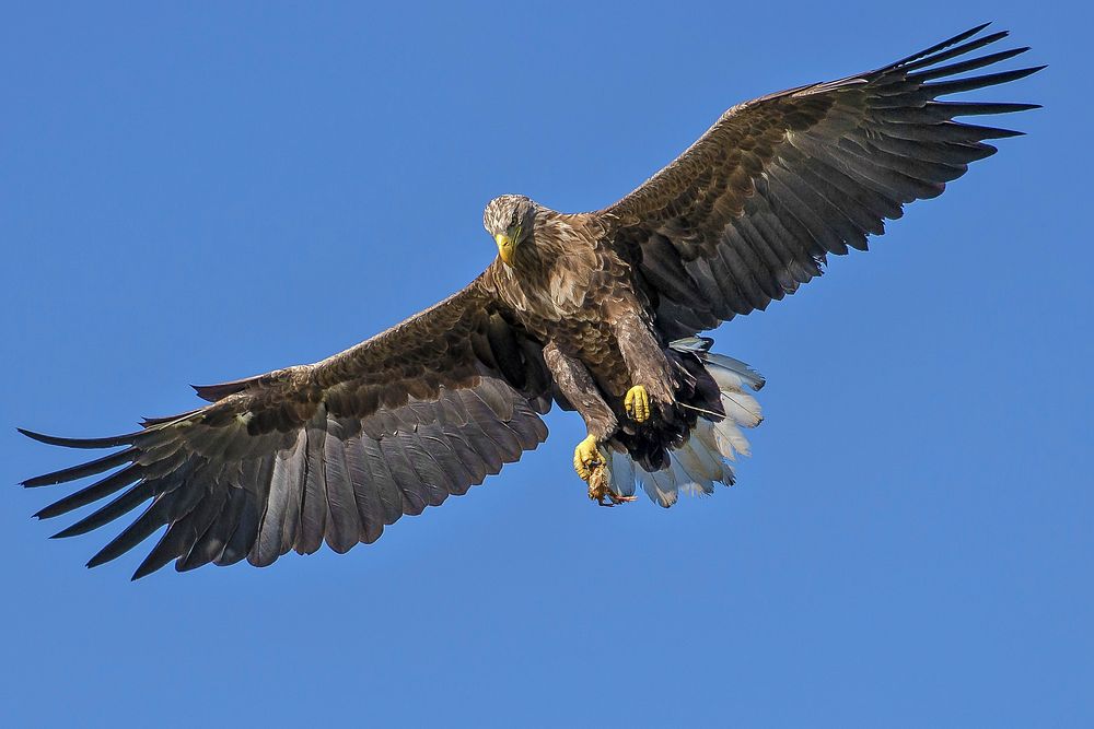 Free eagle flying in blue sky photo, public domain animal CC0 image.