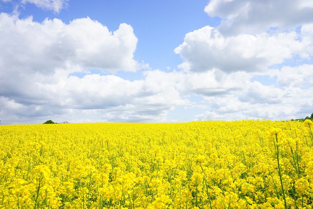 Free field of yellow flower image, public domain nature CC0 photo.