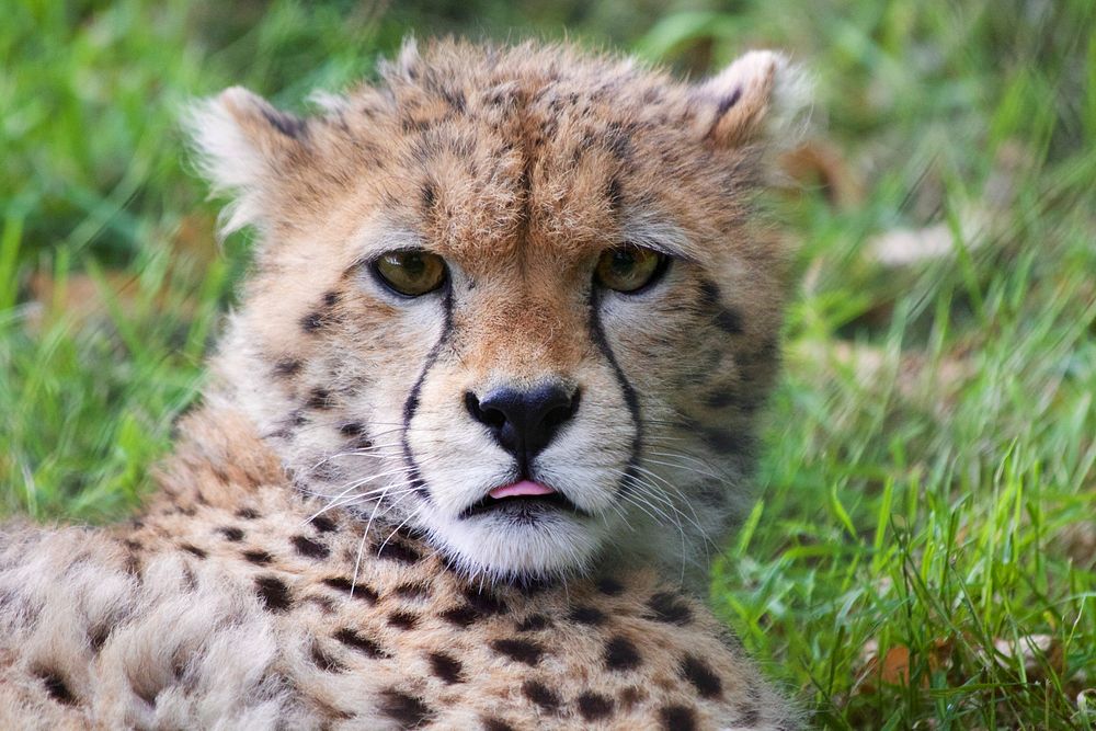 Free cheetah cub image, public domain wild animal CC0 photo.