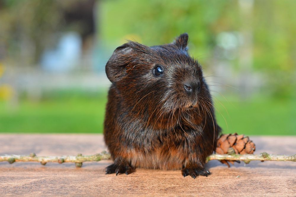 Free cute Guinea pig image, public domain pet CC0 photo.