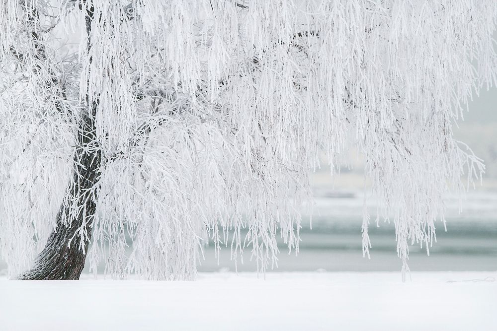 Free frozen tree image, public domain winter CC0 photo.