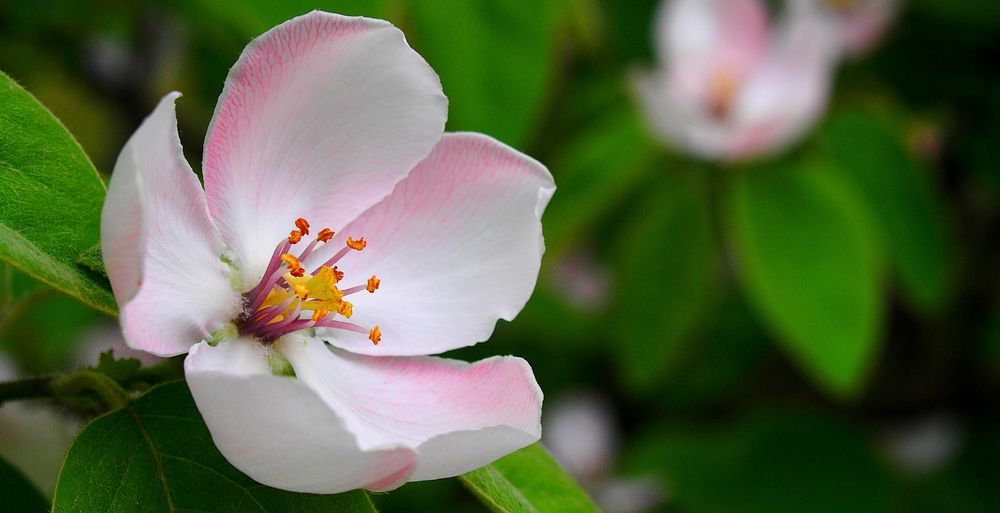 Free cherry blossom macro image, public domain spring CC0 photo.