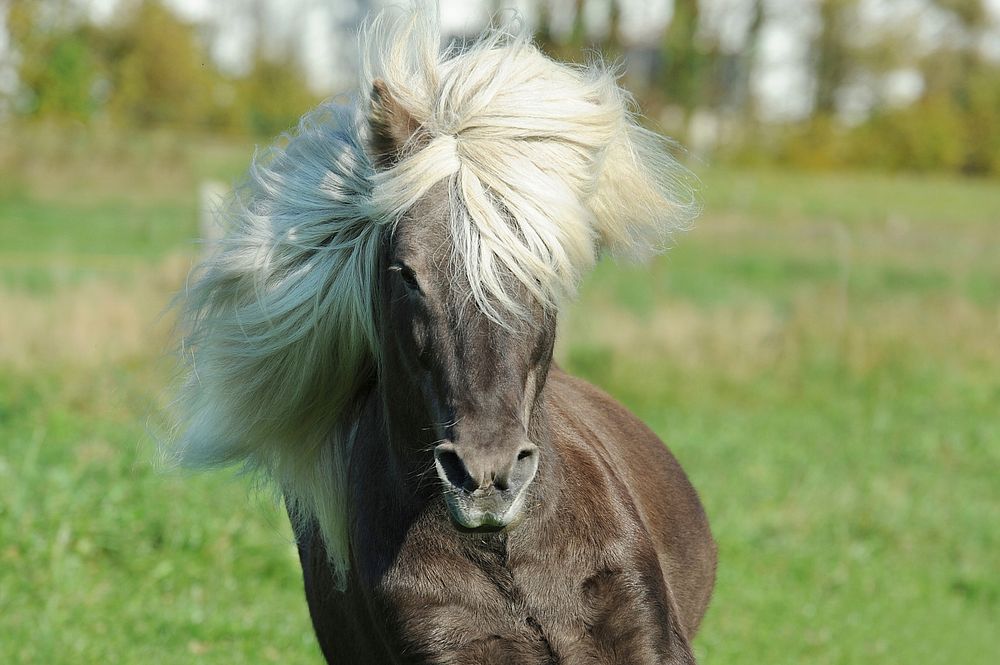 Free black horse with blonde mane on meadow image, public domain animal CC0 photo.