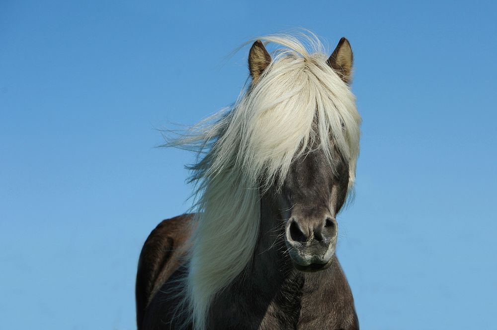 Free black horse with blonde mane image, public domain animal CC0 photo.