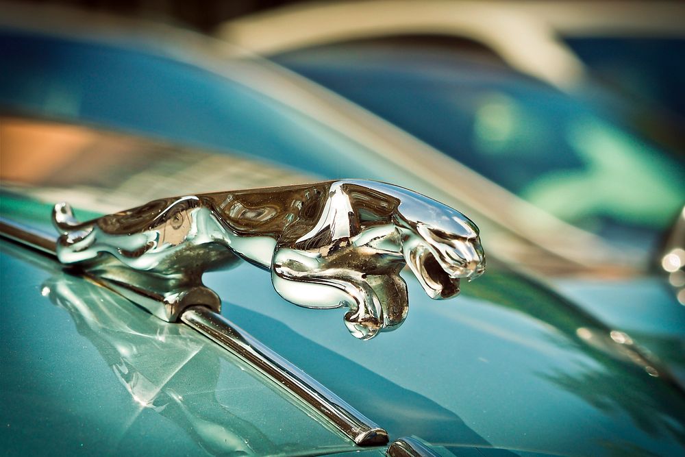 Jaguar on car, location unknown, date unknown.