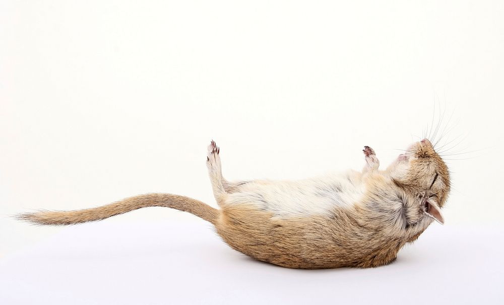 Free pet mouse tipped over image, public domain CC0 photo.