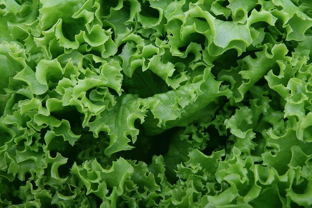 Free fresh green lettuce closeup photo, public domain CC0 image.