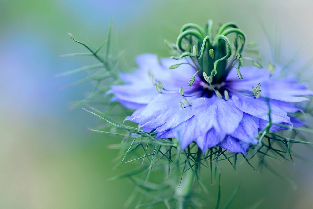 Free purple flower background image, public domain spring CC0 photo.