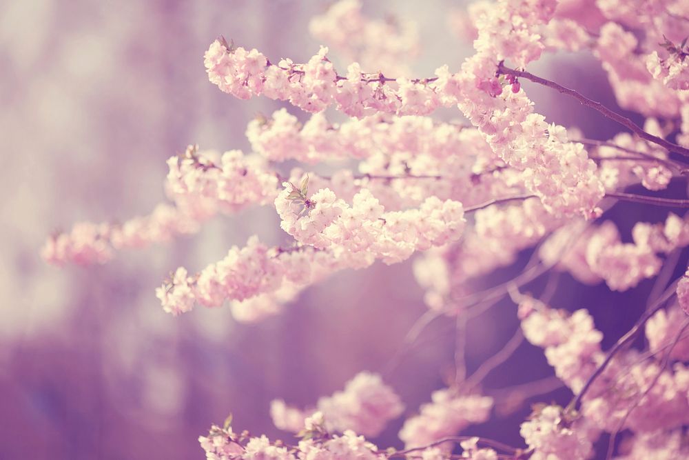 Free cherry blossoms image, public domain flower CC0 photo.