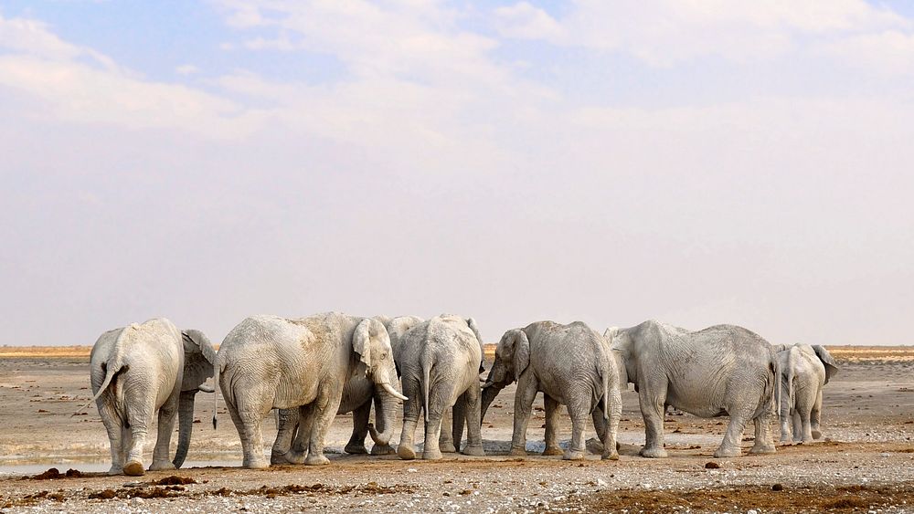 Free African elephant herd image, public domain wild animal CC0 photo.