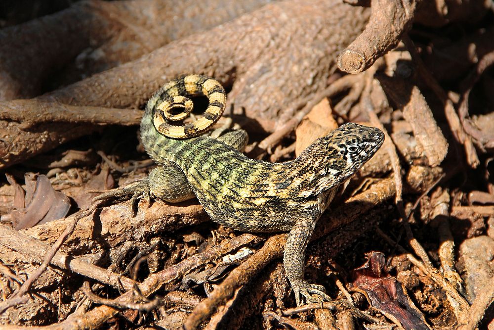 Free chameleon image, public domain animal CC0 photo