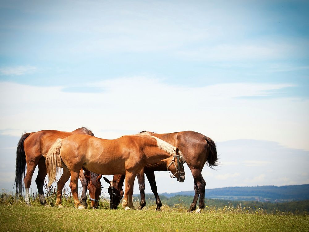Free brown horses on meadow image, public domain CC0 photo.