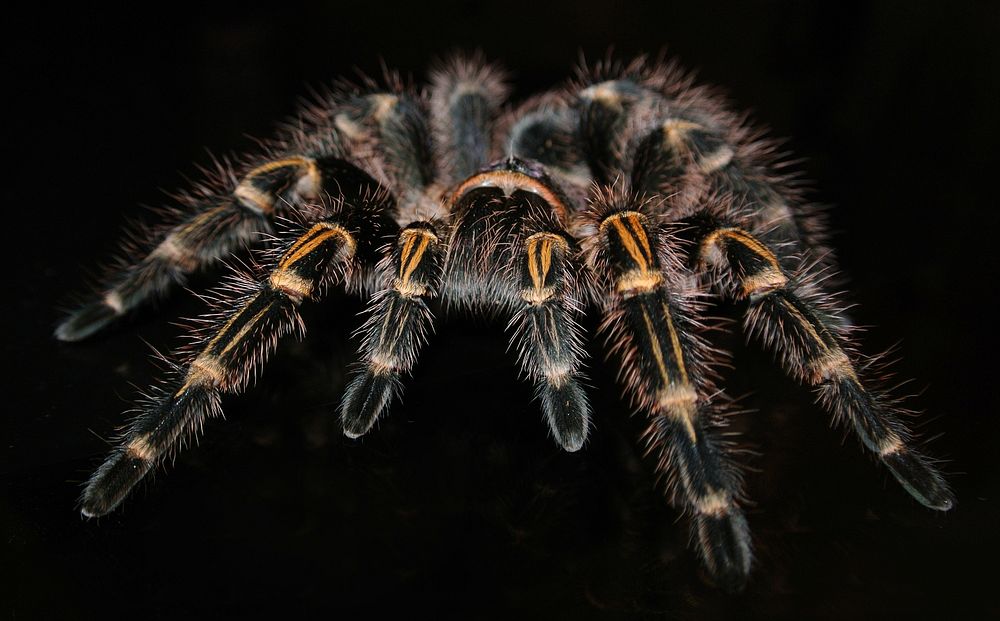 Free close up big tarantula image, public domain animal CC0 photo.