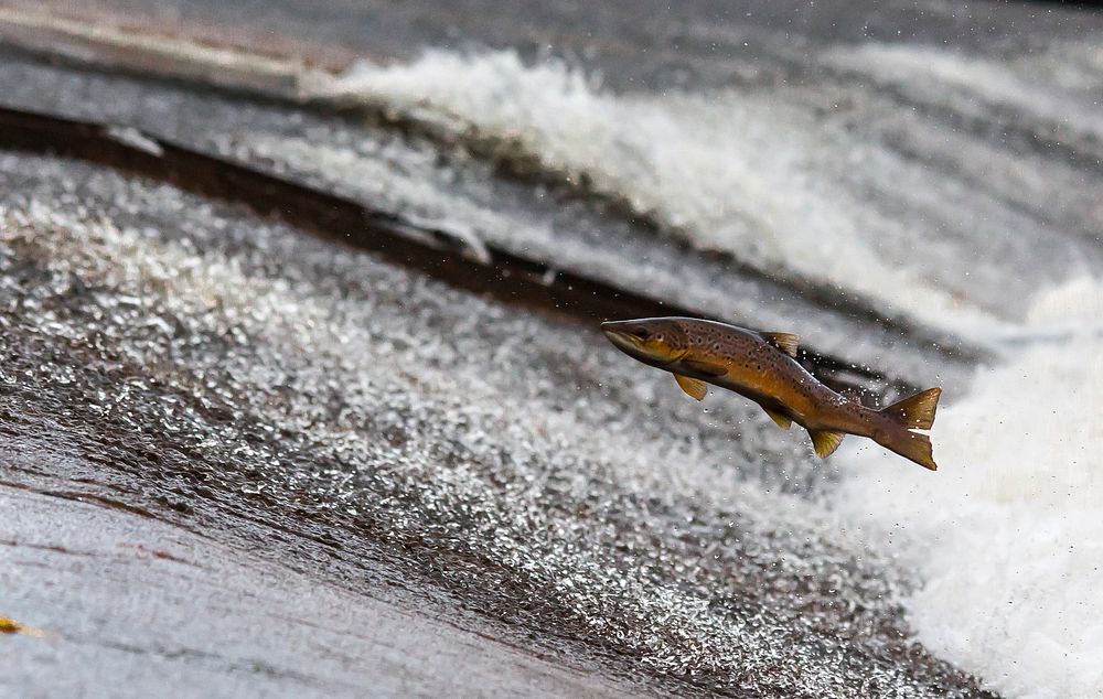 Free sockeye salmon jumping image, public domain nature CC0 photo.