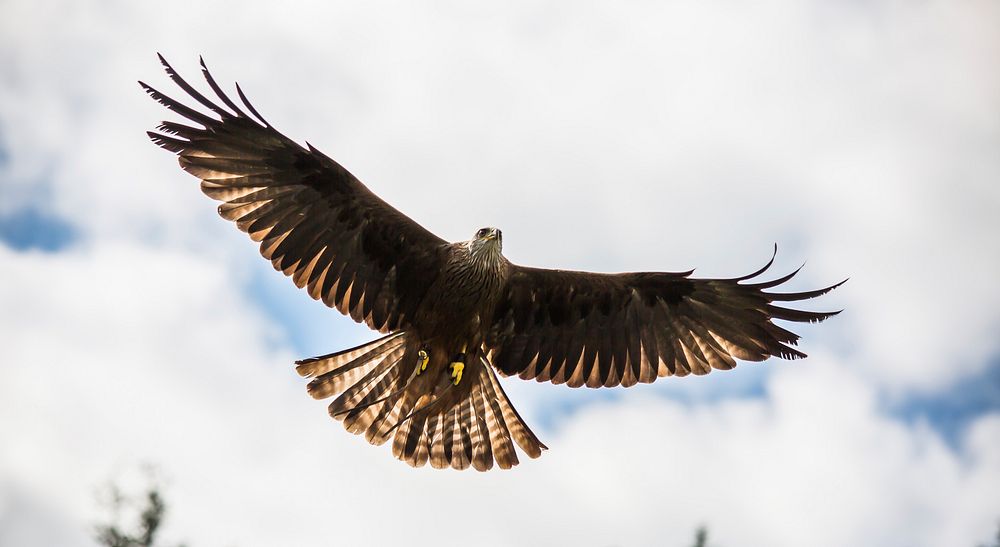 Free hawk in flight sky background photo, public domain animal CC0 image.