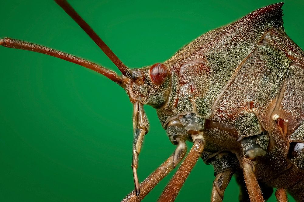 Free close up red grasshopper image, public domain animal CC0 photo.