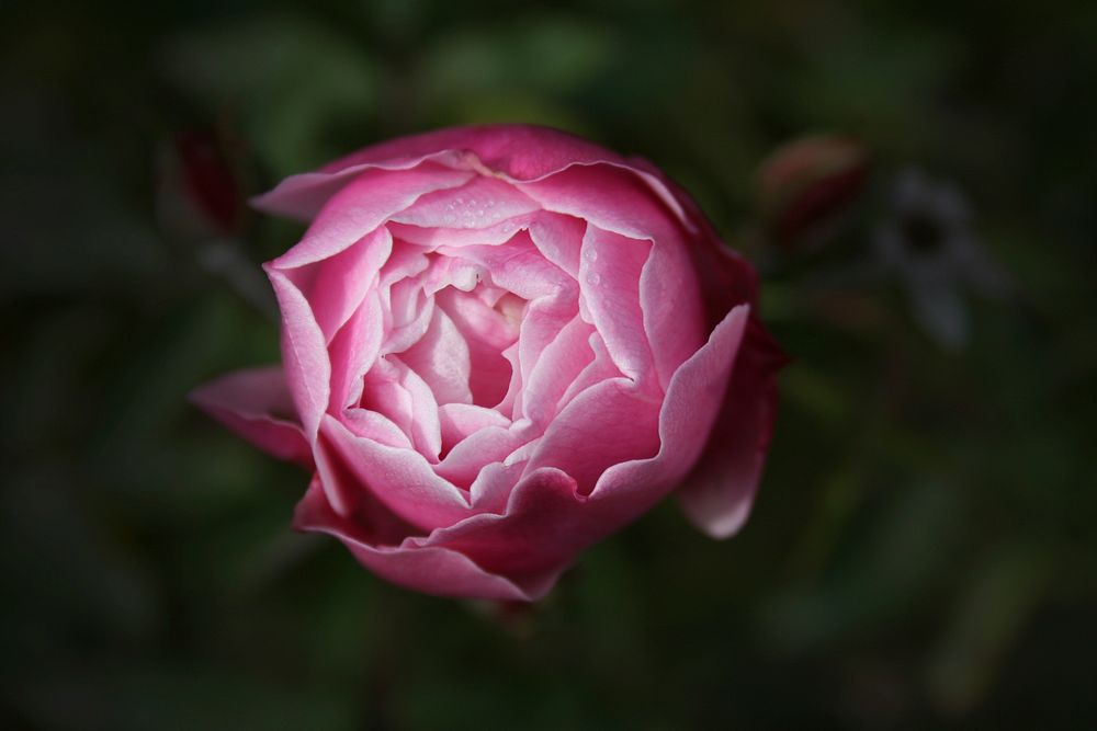 Free pink peony background image, public domain flower CC0 photo.