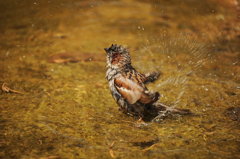 Free wet bird image, public domain animal CC0 photo.