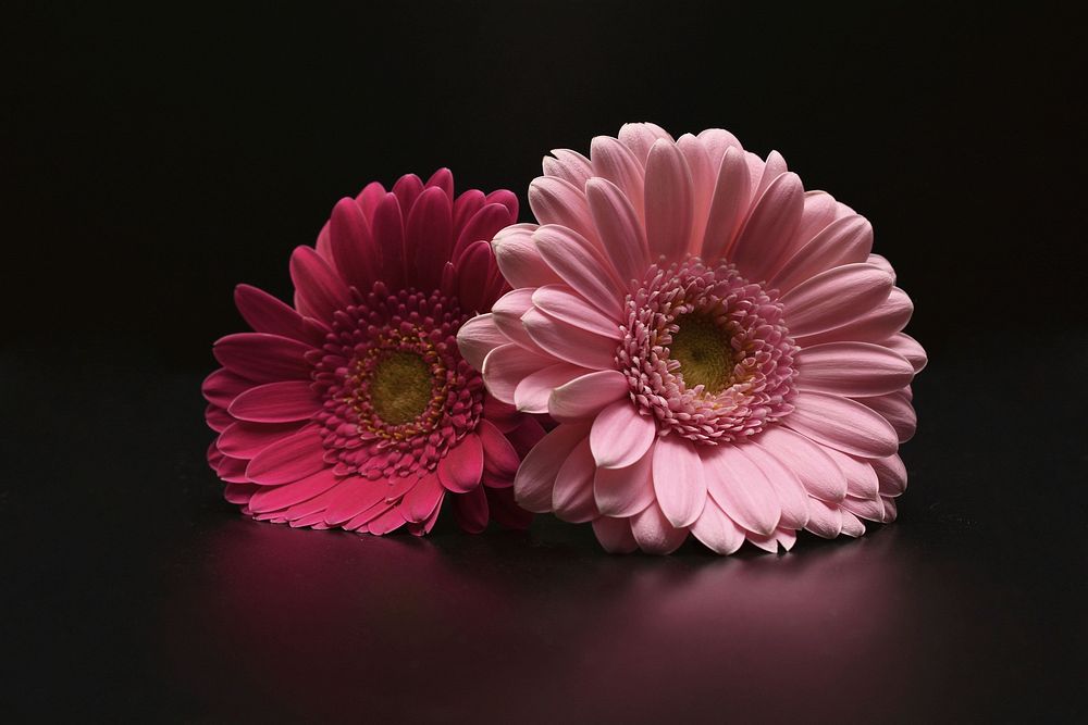 Free pink gerbera background image, public domain flower CC0 photo.