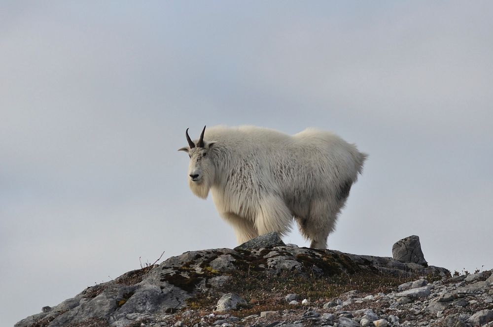 Free mountain goat image, public domain animal CC0 photo.