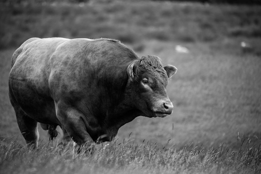 Free cow on grass field in black and white image, public domain animal CC0 photo.