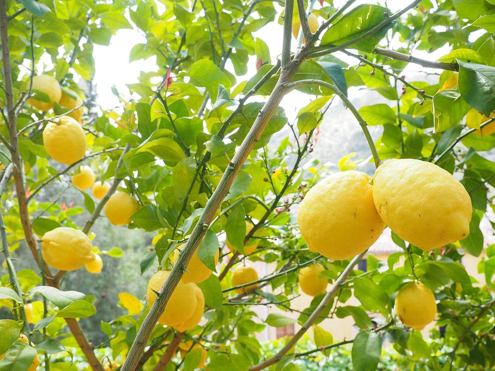 Free lemon tree image, public domain fruit CC0 photo.