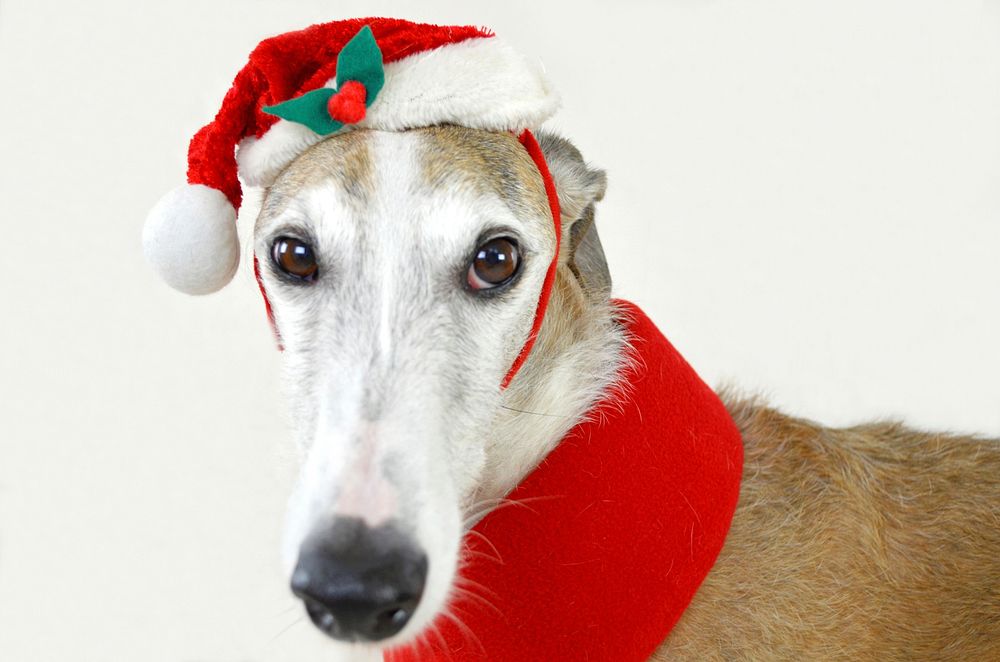 Free Spanish greyhound in Christmas hat portrait photo, public domain animal CC0 image.