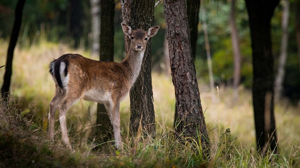 Free deer in the forest photo, public domain animal CC0 image.