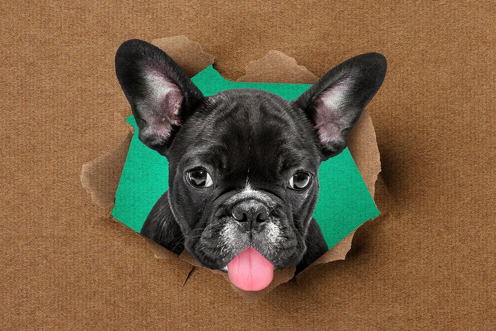 French bulldog background, ripped brown paper design