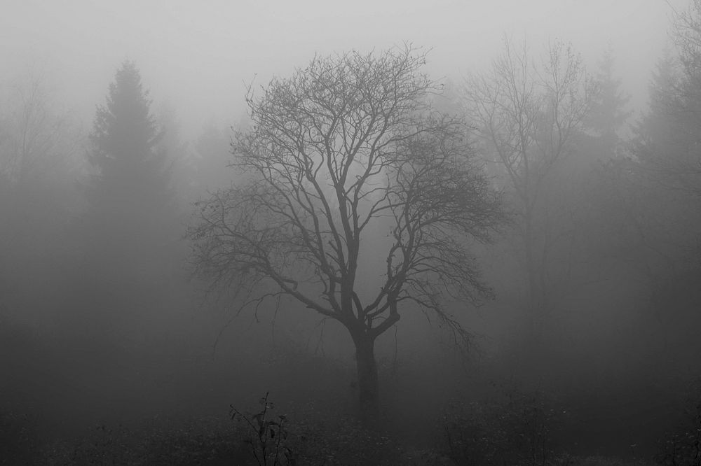 Free dark nature background, public domain CC0 photo.