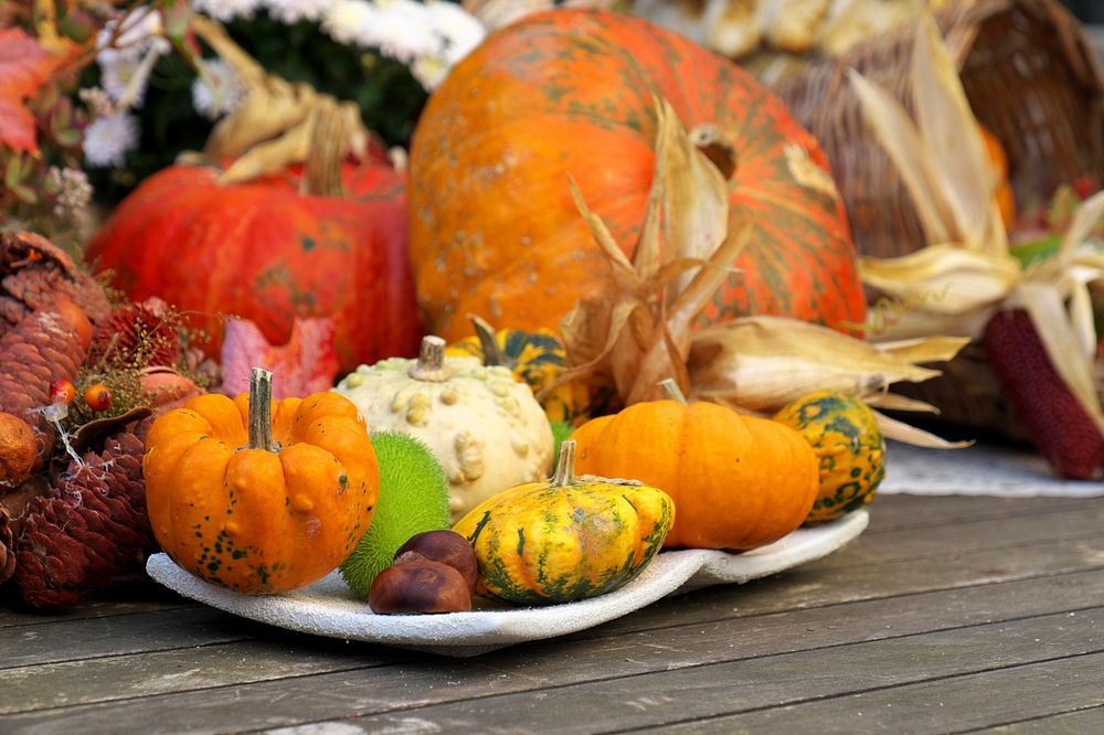 Free variety of different pumpkins image, outdoor decoration public domain CC0 photo.
