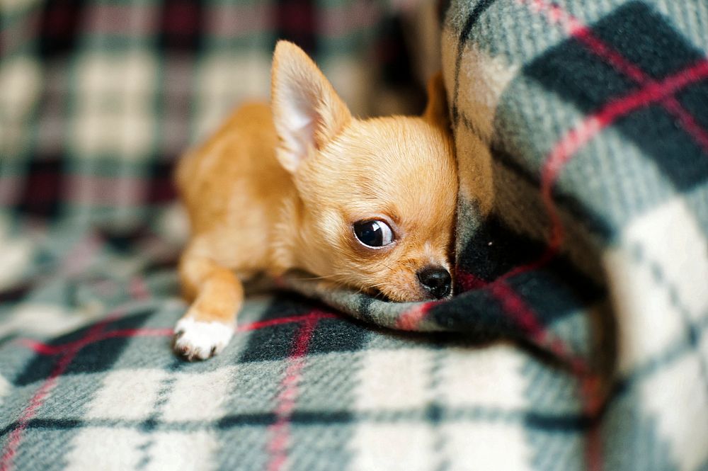 Free cute chihuahua puppy background image, public domain CC0 photo.