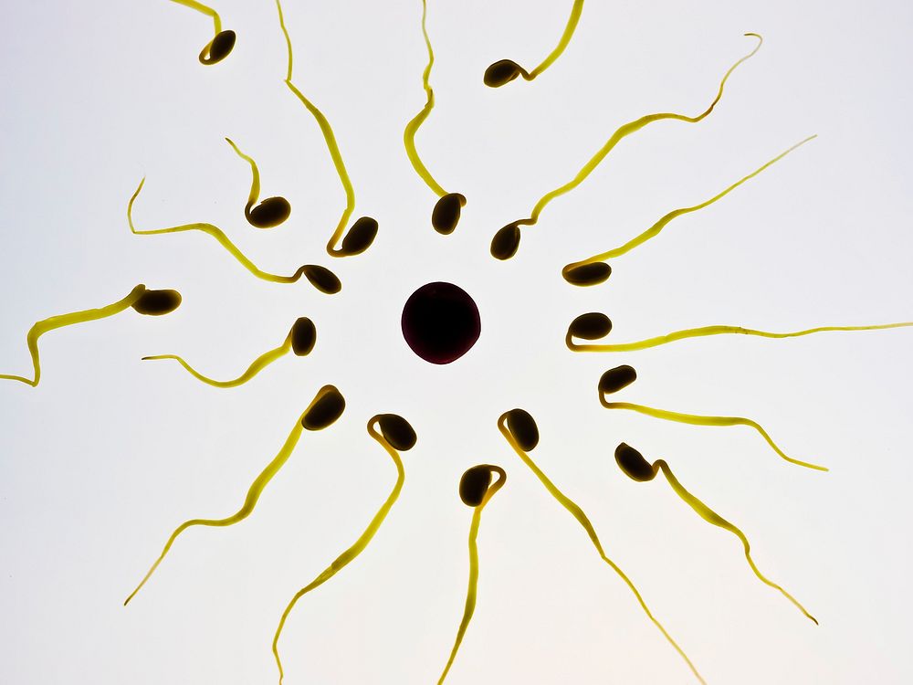 Sperm and egg fertilization, free public domain CC0 image.