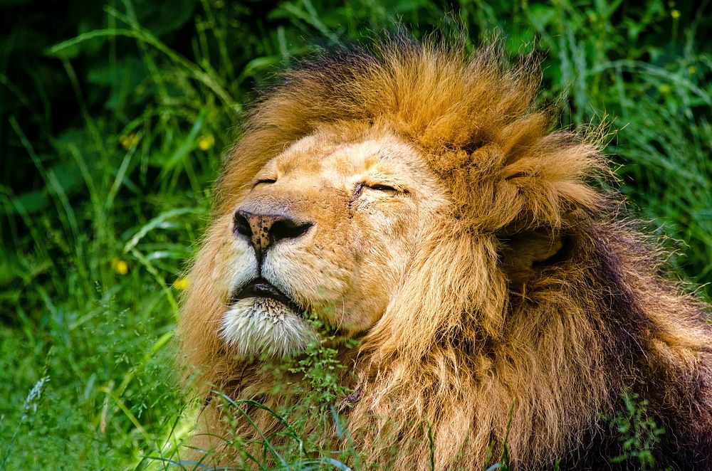 Free cute lion sunbathing background, wildlife image, public domain CC0 photo.