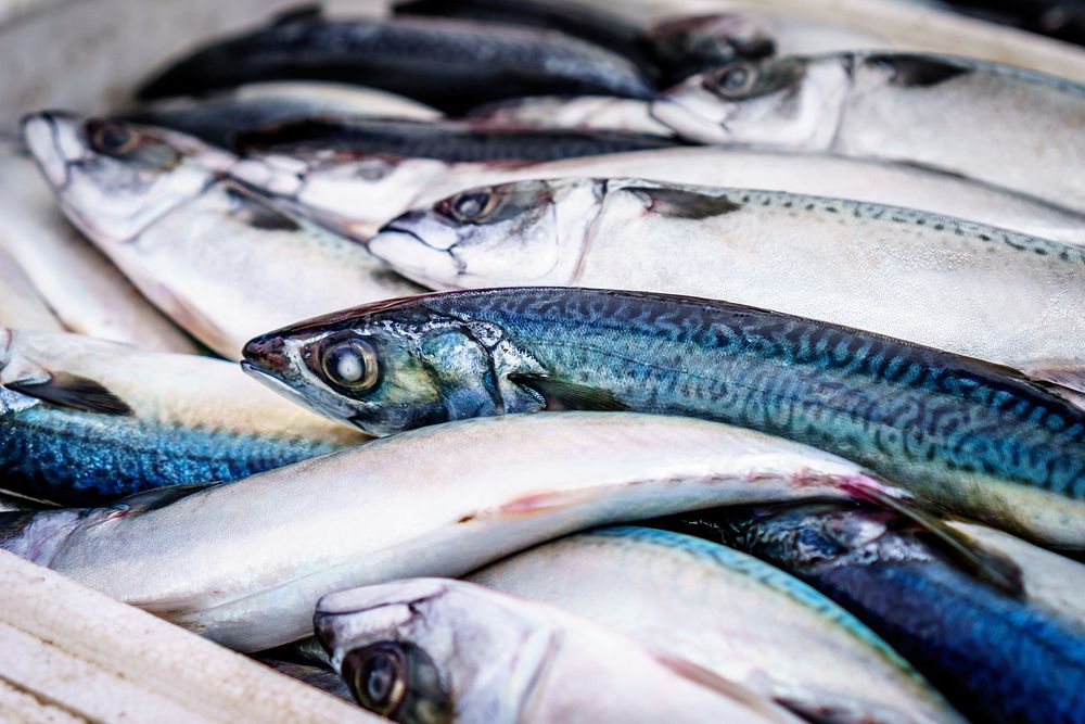 Free mackerel fish image, public domain food CC0 photo.
