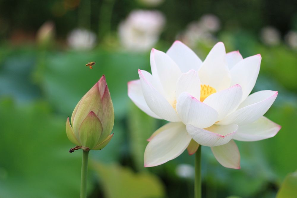 Free white lotus image, public domain flower CC0 photo.